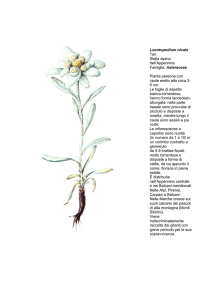 Leontopodium nivale Ten. Stella alpina dell`Appennino Famiglia