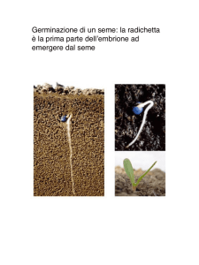 Germinazione di un seme: la radichetta è la prima