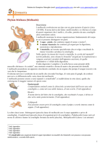 Phylum Mollusca (Molluschi) - Home page di Giampiero Meneghin