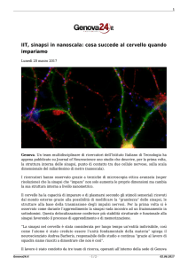 IIT, sinapsi in nanoscala: cosa succede al cervello quando impariamo