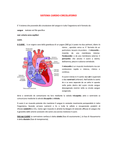 sistema cardio-circolatorio