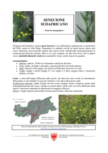 Foglio informativo senecione sudafricano