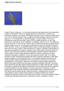 Il Miglio (Panicum miliaceum)