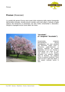 Prunus - Vivai MGF