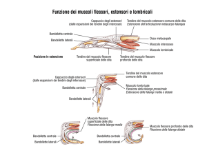 Funzione dei muscoli flessori, estensori e lombricali