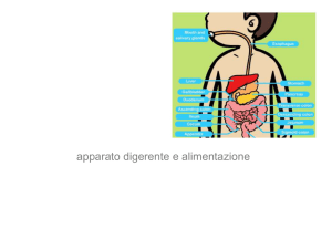 apparato digerente e alimentazione