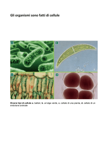 Gli organismi sono fatti di cellule