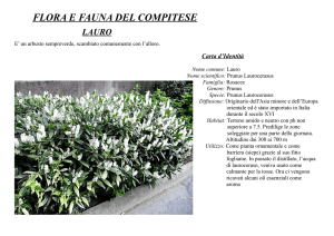 Lauro - Camellietum Compitese