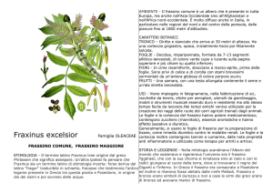Fraxinus excelsior Famiglia OLEACEAE