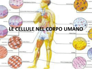 Le cellule nel corpo umano