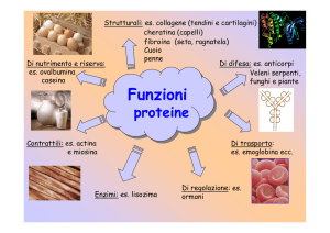 Le proteine - Liceo Galvani