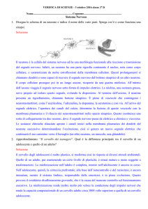 Sistema Nervoso 1. Disegna lo schema di un neurone e indica il