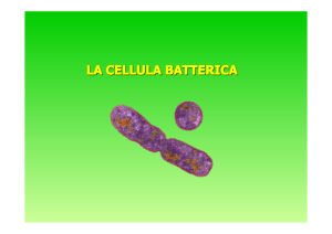 LA CELLULA BATTERICA