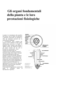 Articolo descrittivo sulla struttura delle piante.