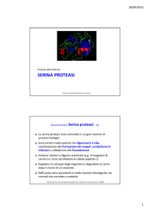 Diapositive sulle serina proteasi.