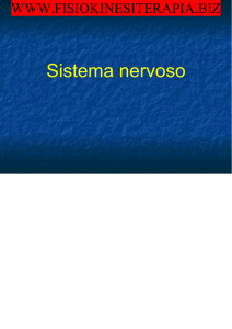 Sistema nervoso - Fisiokinesiterapia