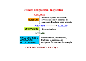 la glicolisi