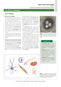 La cellula - I.T.I.S.Armellini