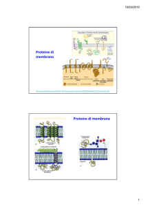 Proteine di membrana Proteine di membrana