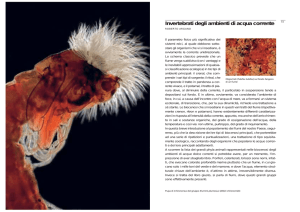 Invertebrati degli ambienti di acqua corrente