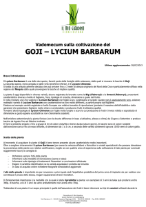 goji – lycium barbarum - Floricoltura Il Mio Giardino