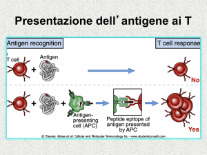 Processazione e Presentazione dell`antigene File - e