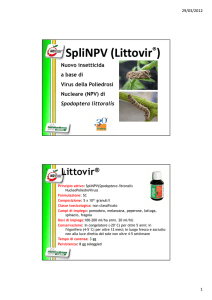 SpliNPV (Littovir®)