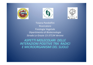 pdf (it, 908 KB, 25/11/13) - Università degli Studi di Verona