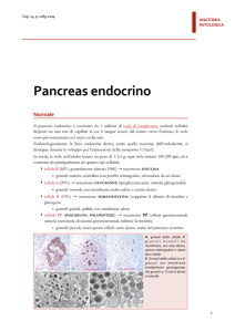 Pancreas endocrino