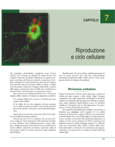 Riproduzione e ciclo cellulare