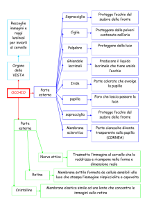 OCCHIO Organo della VISTA Raccoglie immagini e raggi luminosi