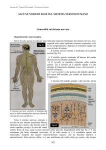 01. Nozioni base sul sn umano
