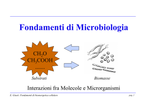 Lezione 4 : Microrganismi