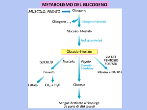 lezioni-2016-17-met_glicogeno-via_pentosoP