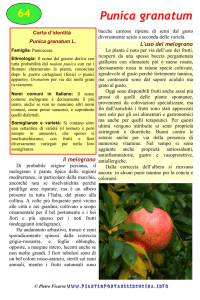 Punica granatum - piantespontaneeincucina.info