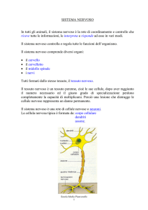 SISTEMA NERVOSO In tutti gli animali, il sistema nervoso è la rete