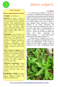 Silene vulgaris - Piante spontanee in cucina