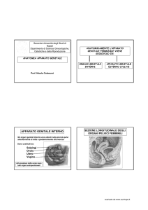 Anatomia e Ciclo Ovarico