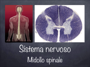 nervo spinale
