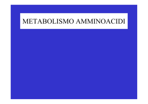 metabolismo aa