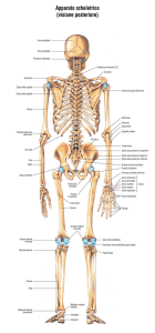 Apparato scheletrico (visione posteriore)
