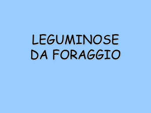 LEGUMINOSE DA FORAGGIO
