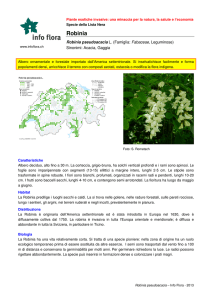 Robinia - Info Flora