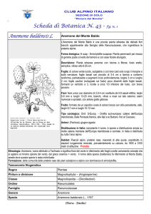 SCHEDA N. 43 Anemone baldensis.
