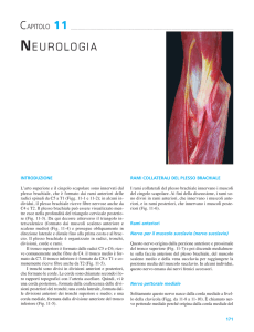 NEUROLOGIA