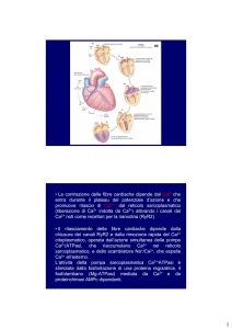 Col 07) Meccanica cardiaca 1