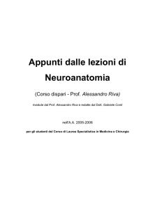 Neuroanatomia - Axada Catania