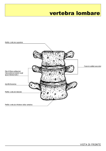 vertebra lombare - Area Radiologica