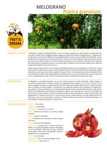 melograno - Frutta Urbana