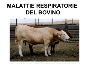 Malattie respiratorie del bovino File - e-learning unipd